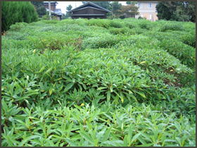 9月頃　落葉前の三椏の木　画像その1