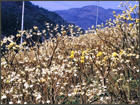 きれいな三椏（みつまた）の花　画像その1