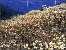 きれいな三椏（みつまた）の花　画像その2