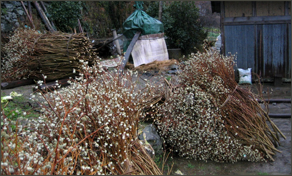 三椏（みつまた）の原木を刈り取ったところ