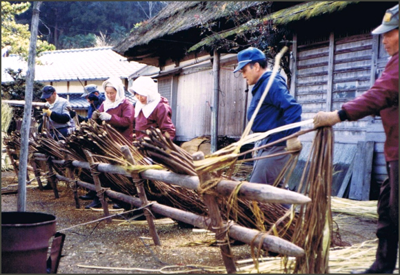 蒸し上がった原木から皮を剥いでいるところ