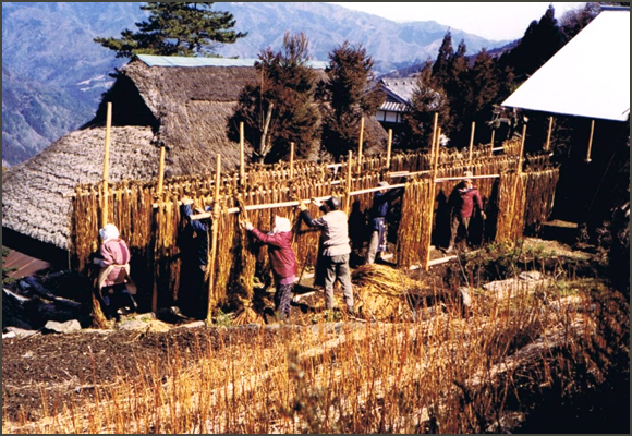 原木から取った皮を干しているところ