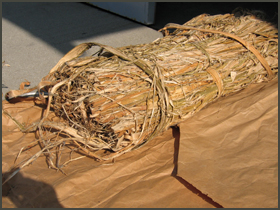 雁皮（がんぴ）国内産　白川見本画像