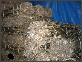 楮（こうぞ）国内産　未晒し見本画像