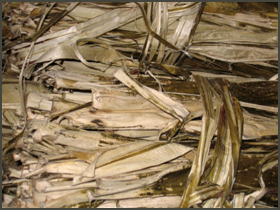 楮（こうぞ）国内産　拡大見本画像