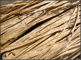 楮（こうぞ）外国（南米）産　白皮　拡大見本画像