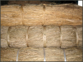 三椏（みつまた）国内産　白川見本画像