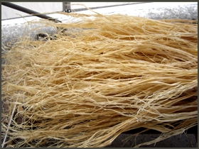 三椏（みつまた）国内産　白川拡大見本画像