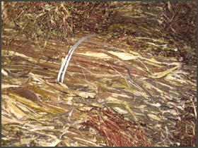 三椏（みつまた）国内産　黒皮　拡大見本画像